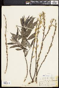 Salix sericea image