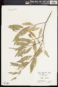 Salix sericea image