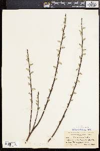 Salix sericea image