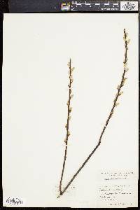 Salix sericea image