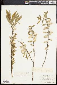 Salix sericea image