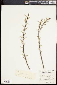 Salix sericea image