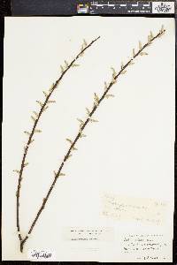 Salix sericea image