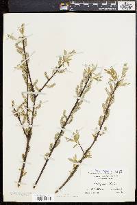 Salix sericea image