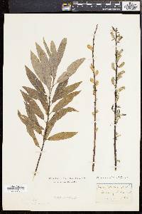 Salix sericea image