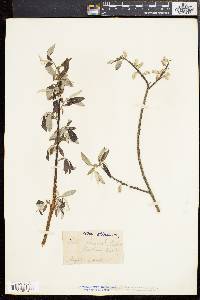 Salix sericea image