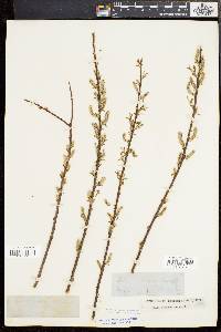 Salix sericea image