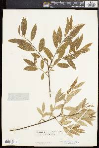 Salix sericea image