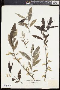 Salix sericea image