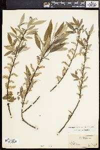 Salix sericea image