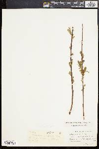 Salix sericea image