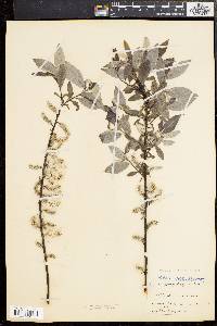 Salix sericea image