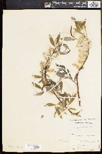 Salix sericea image