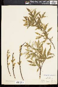 Salix sericea image