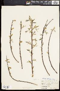 Salix sericea image