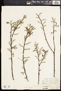 Salix sericea image