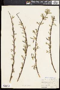 Salix sericea image