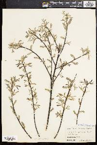 Salix sericea image