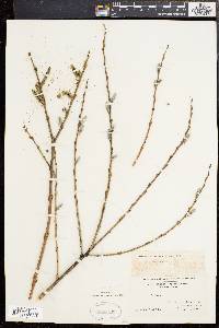 Salix sericea image