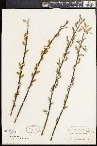 Salix sericea image