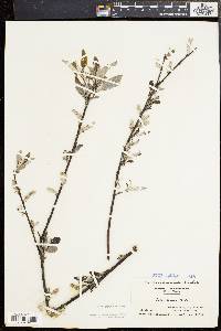 Salix sericea image