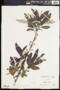 Salix sericea image