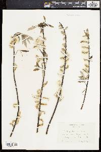 Salix sericea image