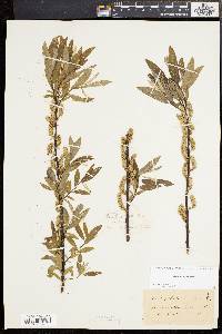 Salix sericea image