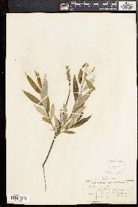 Salix sericea image