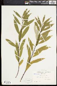 Salix sericea image