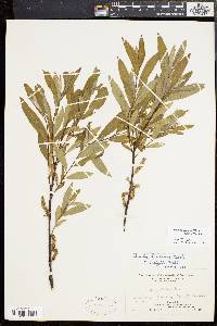 Salix sericea image