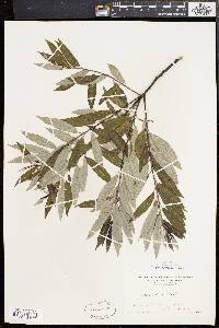 Salix sericea image