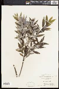 Salix sericea image