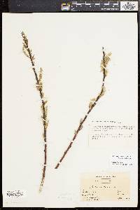 Salix sericea image