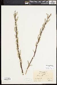 Salix sericea image