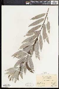 Salix sericea image