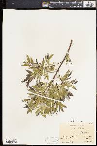 Salix sericea image