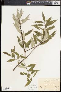 Salix sericea image