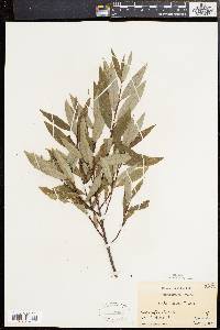 Salix sericea image