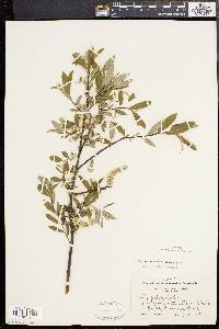 Salix sericea image