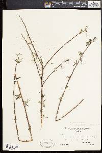 Salix sericea image