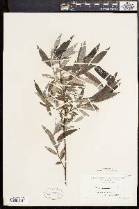 Salix sericea image