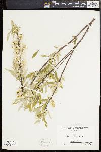 Salix sericea image