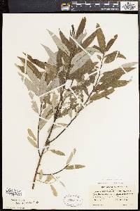 Salix sericea image