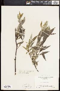 Salix sericea image