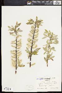 Salix sericea image