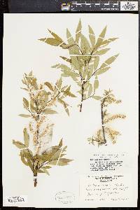 Salix sericea image