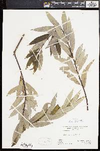 Salix sericea image
