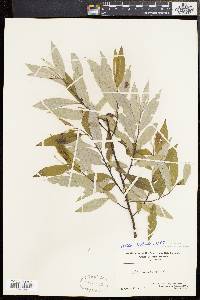 Salix sericea image