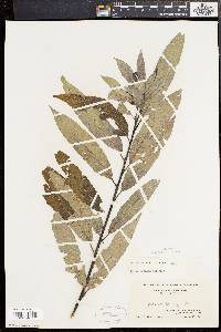 Salix sericea image